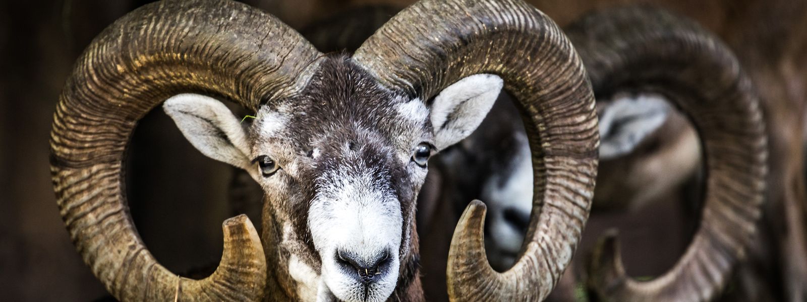 Die Mufflons verursachen hohen Schaden am Waldbestand und sollen deshalb bejagt werden.