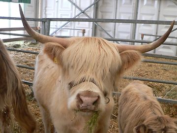 Ettelbruck: Feira agrícola dá a conhecer produtos luxemburgueses
