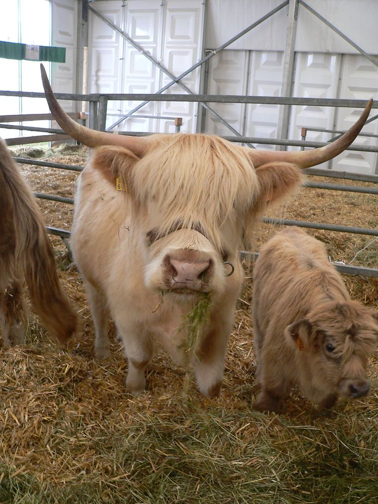 Die "Foire agricole" wusste den Regen am Samstag bereits mit einem abwechslungsreichen Show-Programm zur Nebensache werden zu lassen.