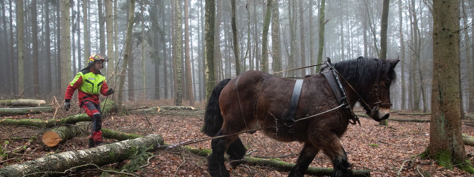Mit seinen 800 Kilo Körpergewicht schafft Ardennerpferd Sepp mittelgroße Baumstämme weg. Für schwerere Lasten muss die Maschine ran.