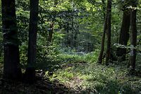Lok , Wie geht es dem Wald in Luxemburg , Stand der Dinge , Borkenkäfer usw , Foto: Guy Jallay/Luxemburger Wort