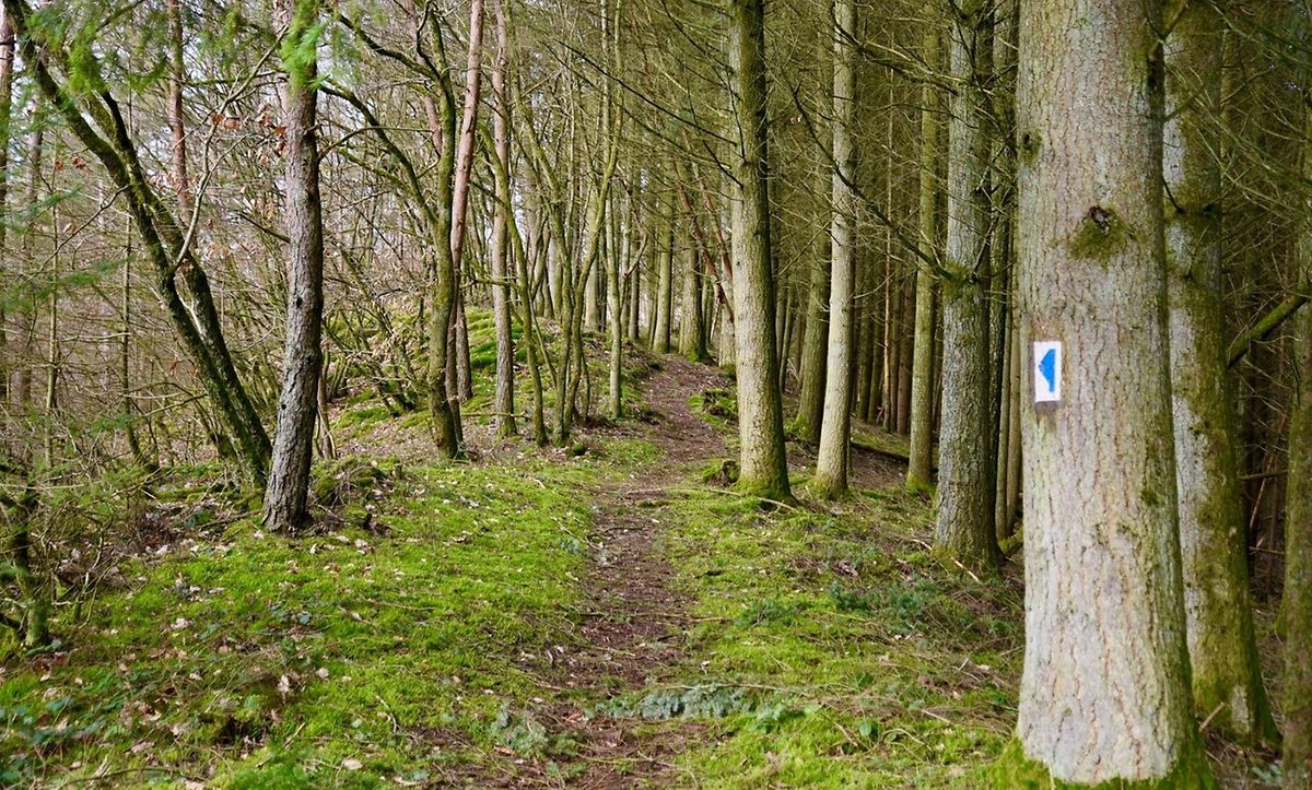 You'll never get lost in the woods in Luxembourg as the way is marked on every other tree