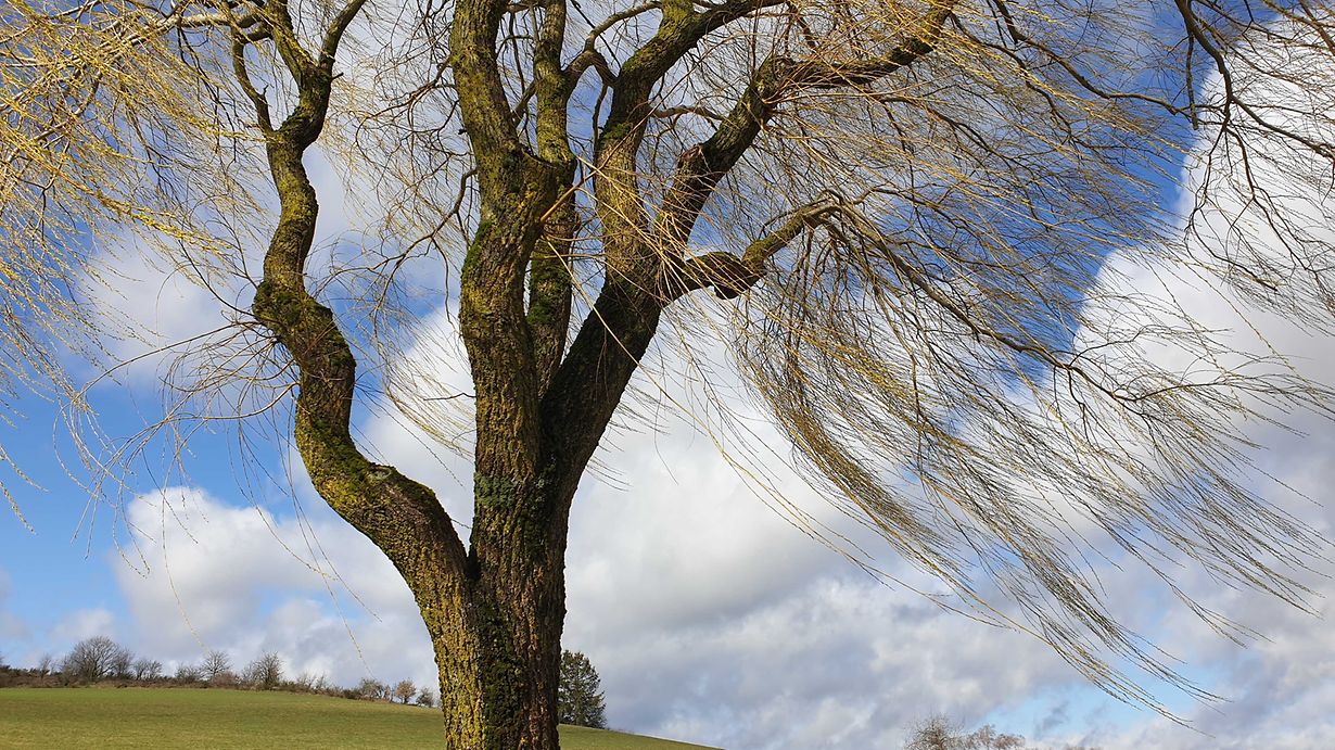 mywort - Der Wind, der Wind...