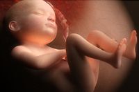 
Procréation: Evolution de l'embryon humain, Foetus