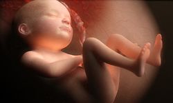 
Procréation: Evolution de l'embryon humain, Foetus