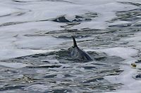 10.05.2021, Großbritannien, London: Ein Zwergwal schwimmt in der Nähe der Teddington Schleuse in der Themse. Einen etwa vier Meter langen Wal haben Rettungskräfte in London aus einer Themse-Schleuse befreit. Foto: Yui Mok/PA Wire/dpa +++ dpa-Bildfunk +++