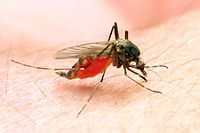 Malaria wird von Stechmücken übertragen und ist jährlich für eine Vielzahl von Todesfällen verantwortlich. Mit einer wirksamen Impfung könnte sich das ändern.
