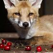 Nicht wundern: Füchse mögen nicht nur Hühner, sondern auch sehr gerne Obst.