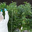 A worker trims a cannabis plant at Up's cannabis factory in Lincoln, Ontario, on October 12, 2018. - Canada will soon become the second country in the world to legalize cannabis -- with the provinces left to work out the details of Prime Minister Justin Trudeau's landmark measure. (Photo by Lars Hagberg / AFP)