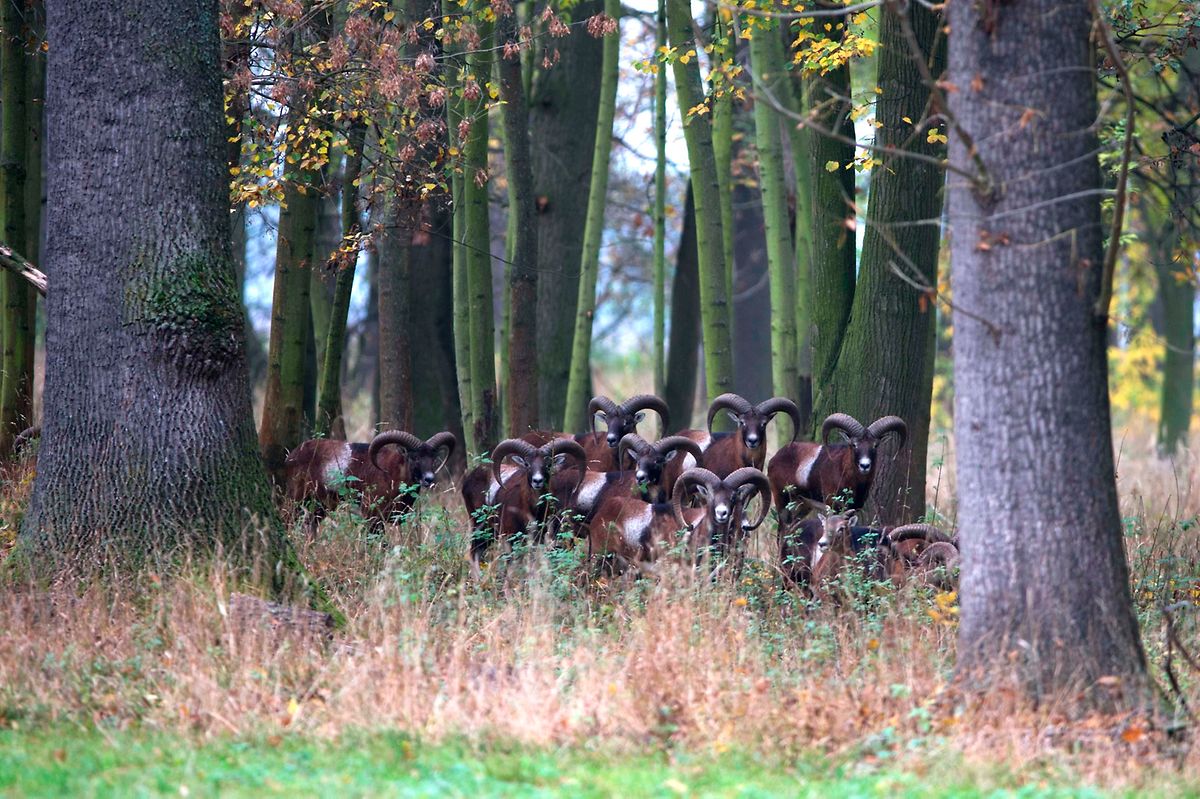 Mufflons schälen die Rinden von den Bäumen ab und fressen junge Pflanzen.