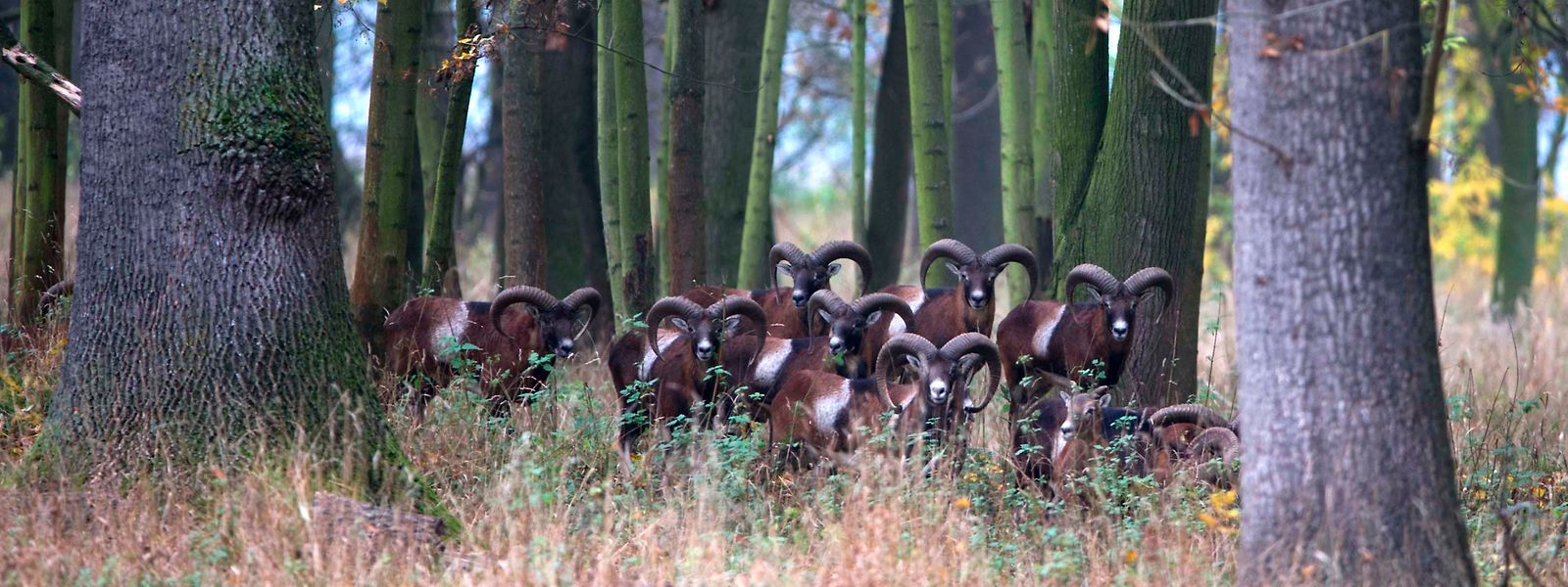 Nach wie vor leben etwa 200 Mufflons im Echternacher Wald. Durch erhöhten Jagddruck halten sich die Schäden jetzt in Grenzen.