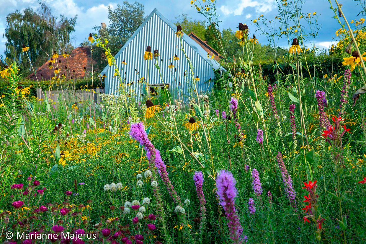 Eryngium yuccifolium, Liatris pycnostachya, Rudbeckia fulgida var. deamii, Rudbeckia maxima, Symphyotrichum novae-angliae 'Septemberrubin' syn. aster, Silene regia