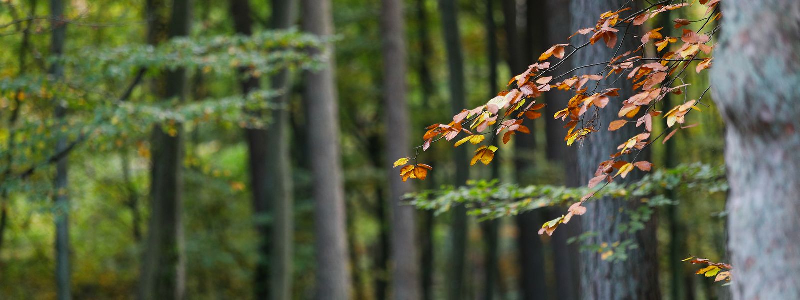 Den Wald als Quell der Gesundung: In Japan ist dies längst im Bewusstsein verankert.