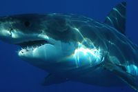 Die beiden Haie wurde in der Nähe zweier stark besuchter Strände gesichtet.