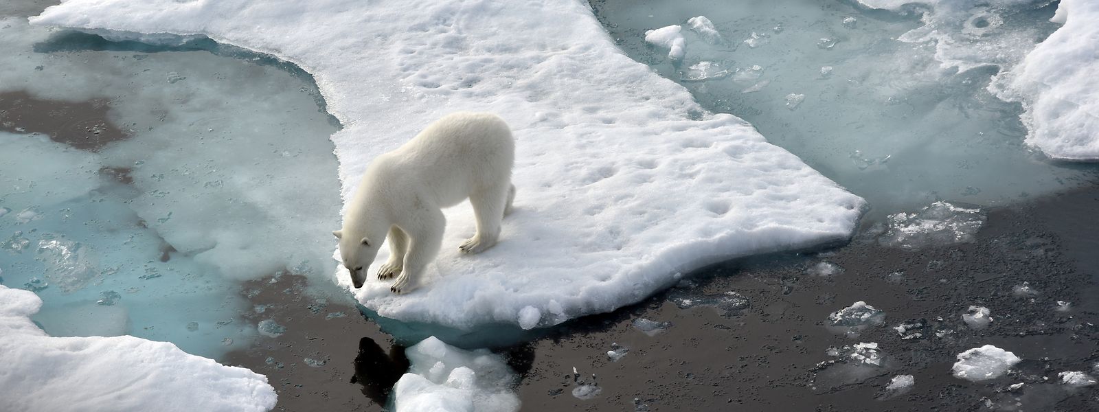 Damit es dem Eisbär auch morgen noch gut geht, muss auch Luxemburg seine Klimaaufgaben erledigen.