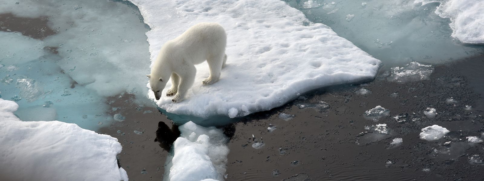Nicht nur die Eisbären leiden: Der Weltklimarat gibt in seinem jüngsten Bericht zu bedenken, dass Wetterextreme mittlerweile die Hälfte der Menschheit bedrohen.