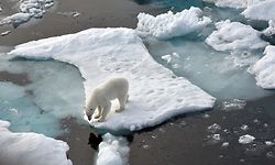 Das Schmelzen des Polareises treibt viele Eisbären aufs Festland.