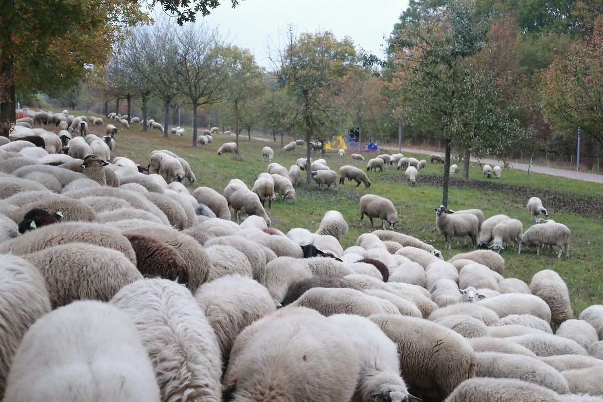 28.10.2018 Luxembourg, Kirchberg, parc Klosgrënnchen, Schaf, Herde, Wanderbeweidung mit Schafen photo Anouk Antony
