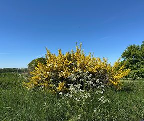 A touch of yellow