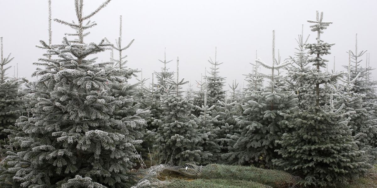 Fokus Sapins de Noël - des sapins made in Lux, chez Meyers Christmas-Trees, Heesberhaff, Assel, le 08 Decembre 2016. Photo: Chris Karaba