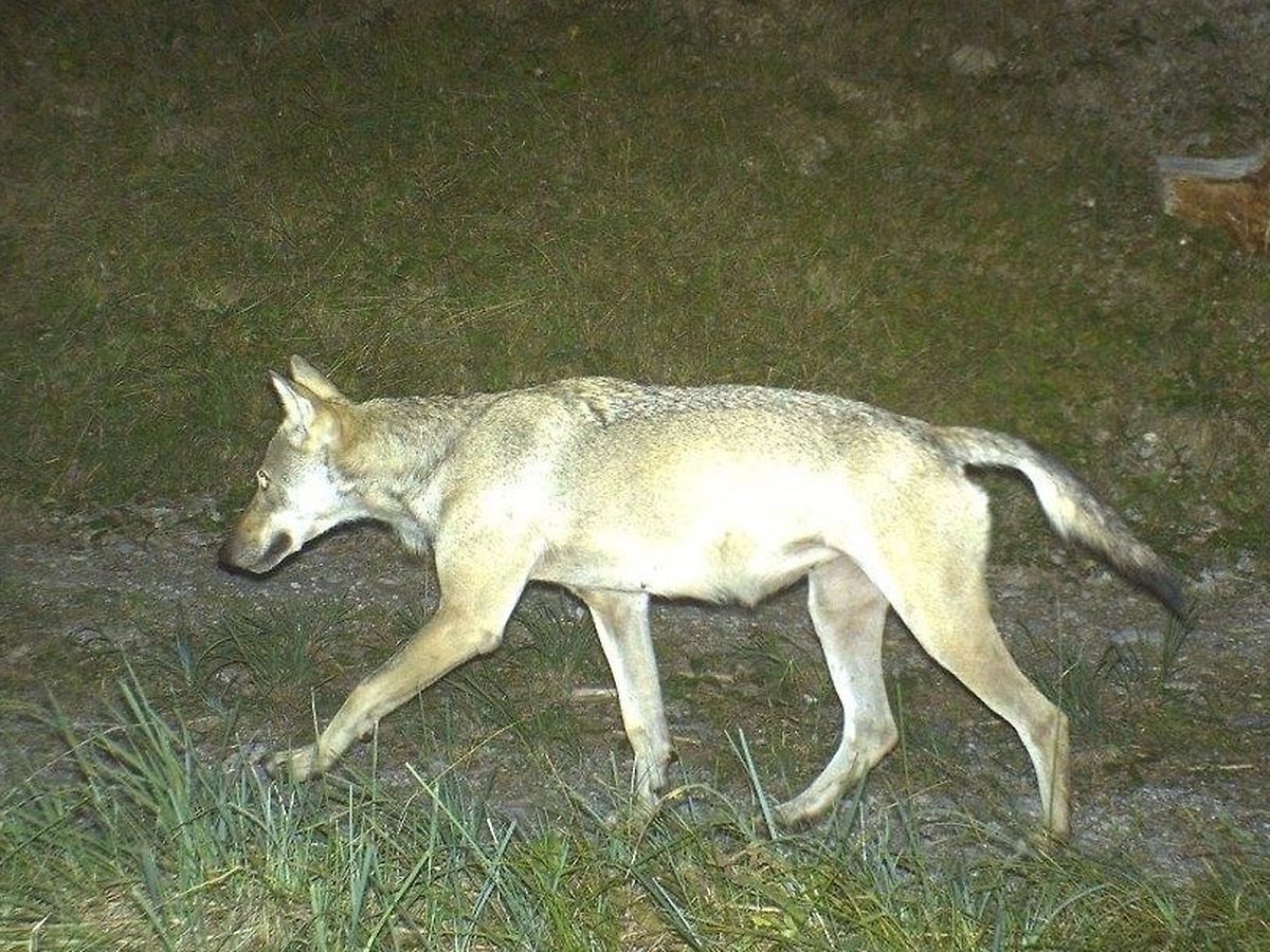 Le loup repéré dans la région d'Etalle.