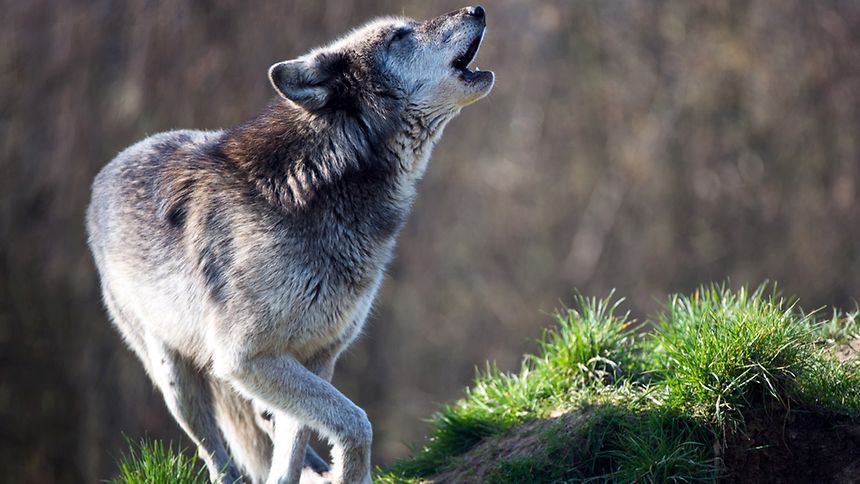 Luxemburger Wort - Preparing for the return of wolves to Luxembourg