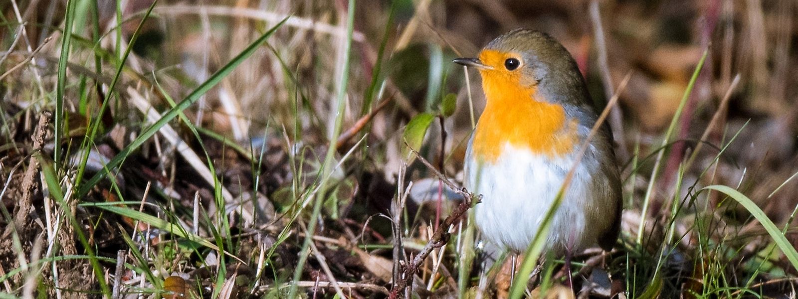 41 Top Photos Wann Ziehen Vögel In Den Süden - Der ...