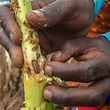 A fall army worm eats a maize stalk in the garden belonging to Grace Stenala in the Area of Traditional Authority Chigalu in Blantyre, Southern Malawi, on February 14, 2018.
A total of eighteen districts in Malawi have been affected by dry spells and attacks by fall armyworms. According to the Ministry of Agriculture in collaboration with the United Nation's Foogd and Agriculture Organization (FAO) country of fice, the country will lose about 40 percent (some 210,740 metric tons), of the maize produced in the districts affected by drought, and approximately 10 percent (about 73,201 metric tonnes) due to fall armyworms. / AFP PHOTO / Amos Gumulira