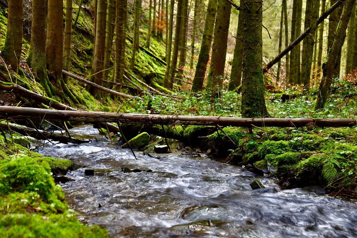 "And into the forest I go, to lose my mind and find my soul" Photo: Laurent Jacquemart