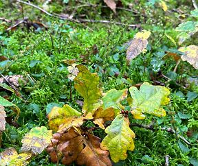 Feuilles de chêne