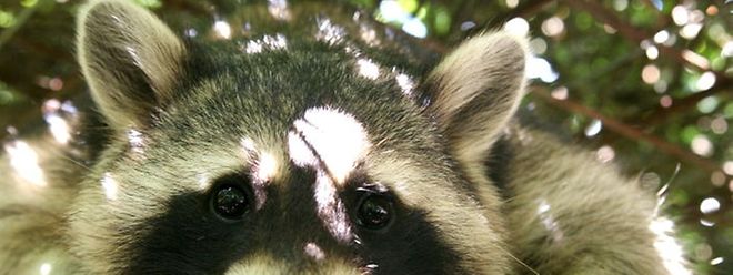 Rollingergrund Eingesperrte Waschbaren In Garten Entdeckt