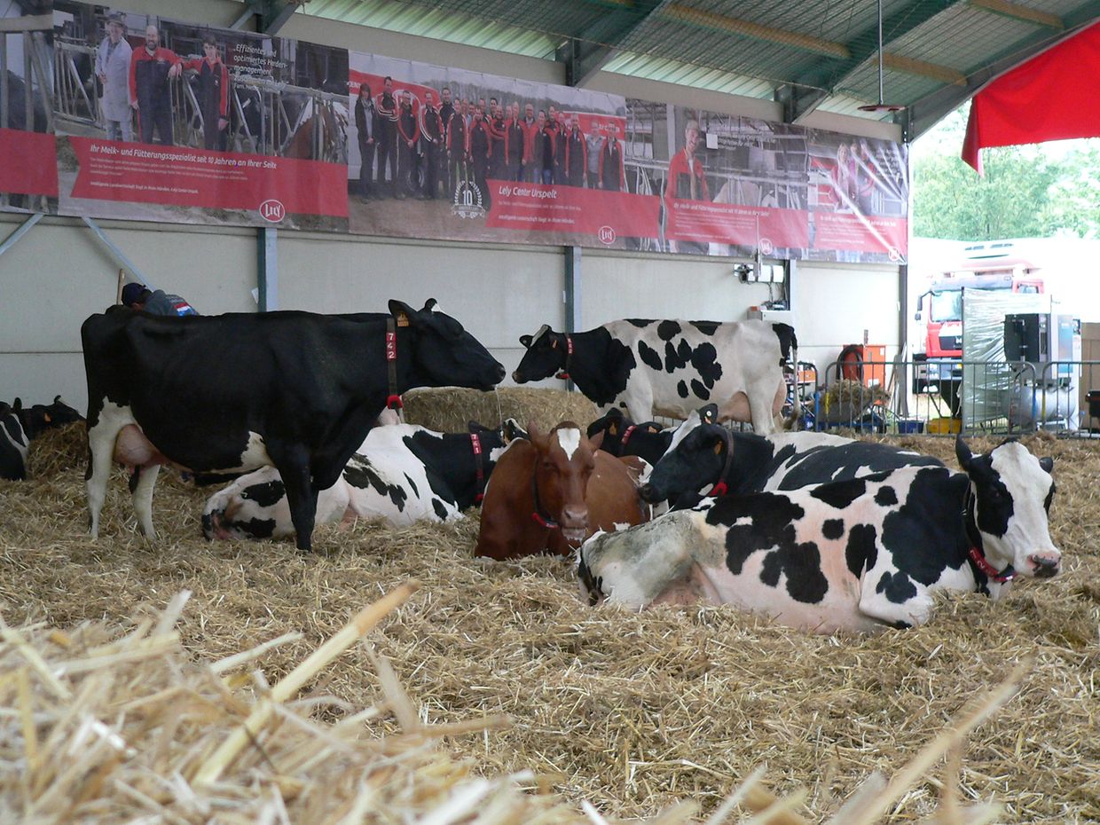 Die "Foire agricole" wusste den Regen am Samstag bereits mit einem abwechslungsreichen Show-Programm zur Nebensache werden zu lassen.
