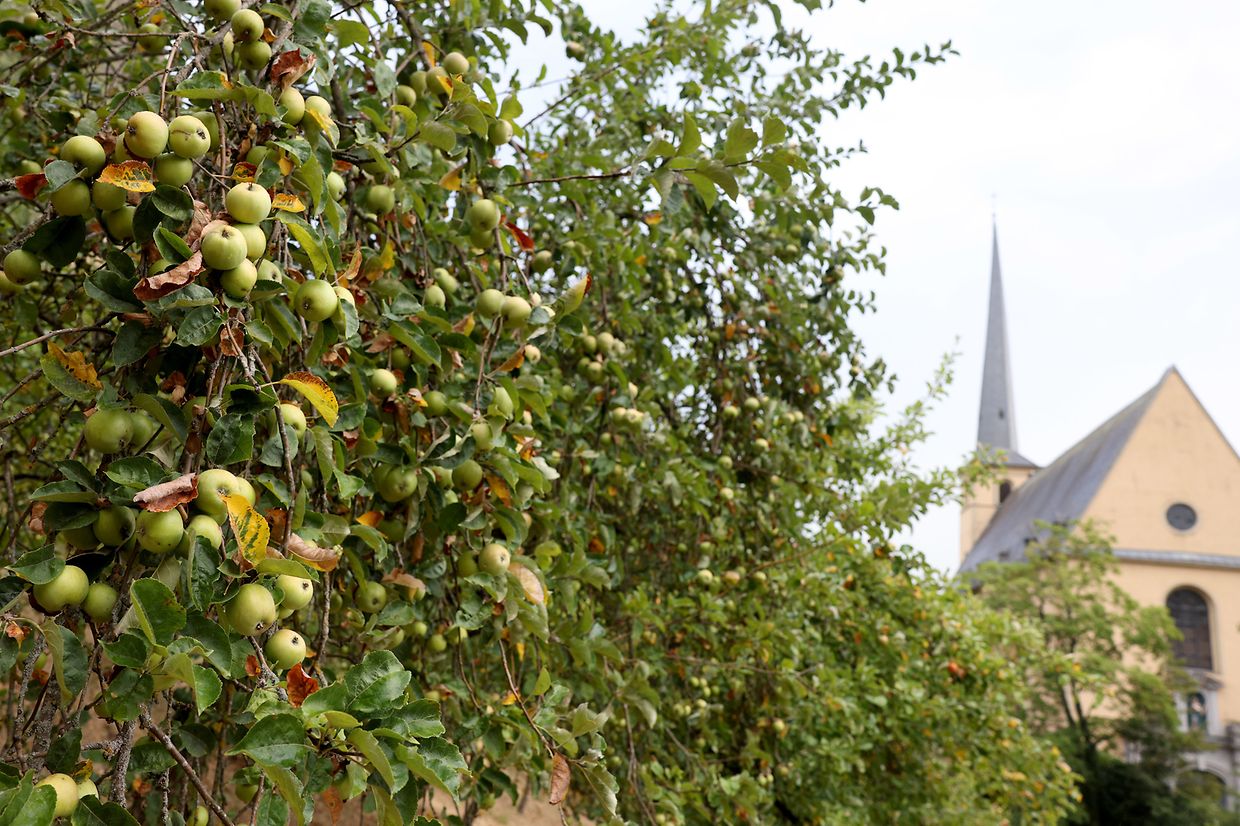Há diversas espécies de macieiras nos pomares da capital.