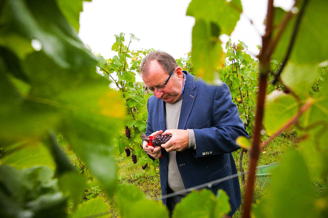 Heute Vormittag bekam der Minister im Rahmen der traditionellen Weinbergsbegehung den Einblick in die Arbeit der Erntehelfer und informierte sich über den Verlauf der Weinlese und die Qualität der Trauben.