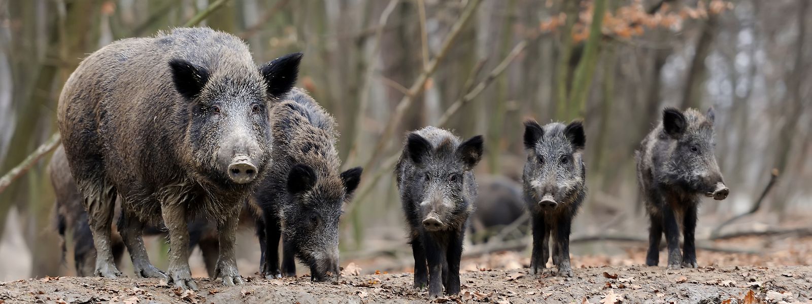A taxa de reprodução dos javalis é de cerca de 250%. Onde hoje vivem 100 porcos-bravos, no ano seguinte haveria 350, se a caça não fosse praticada.