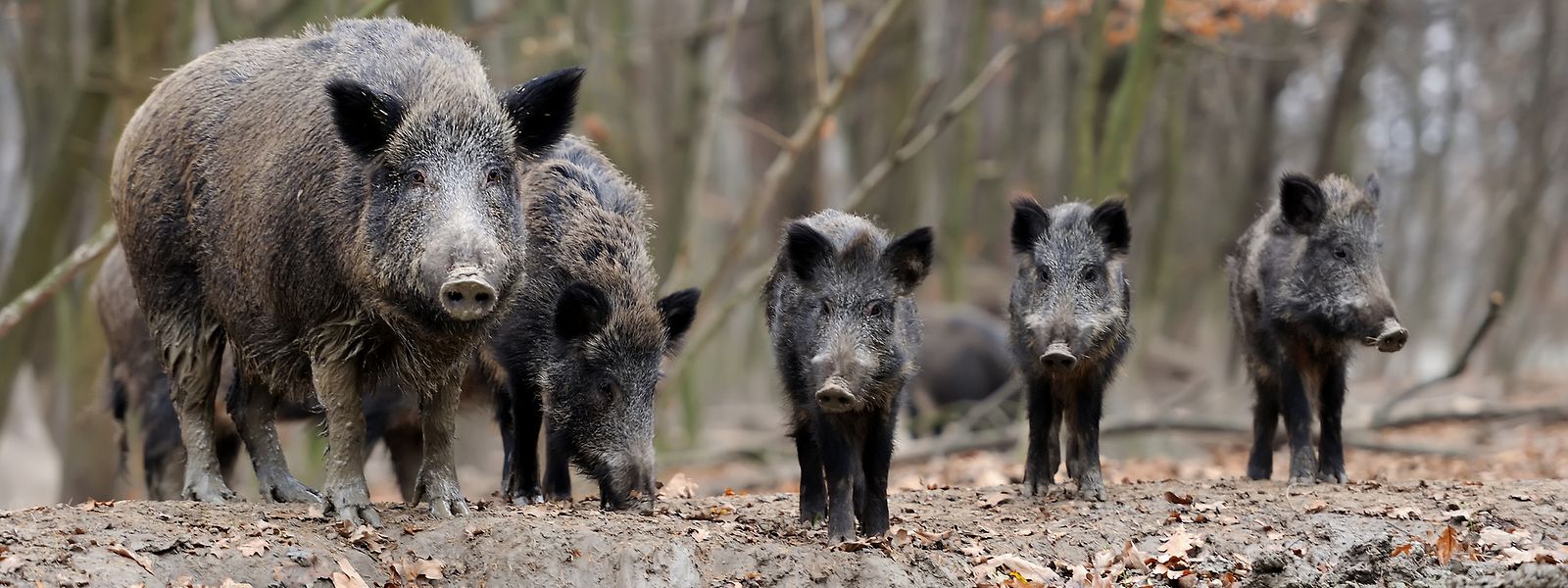 Um Unfälle mit Wildschweinen und Rehen zu vermeiden, sollten Autofahrer langsamer fahren – vor allem, wenn Treibjagd ist. 