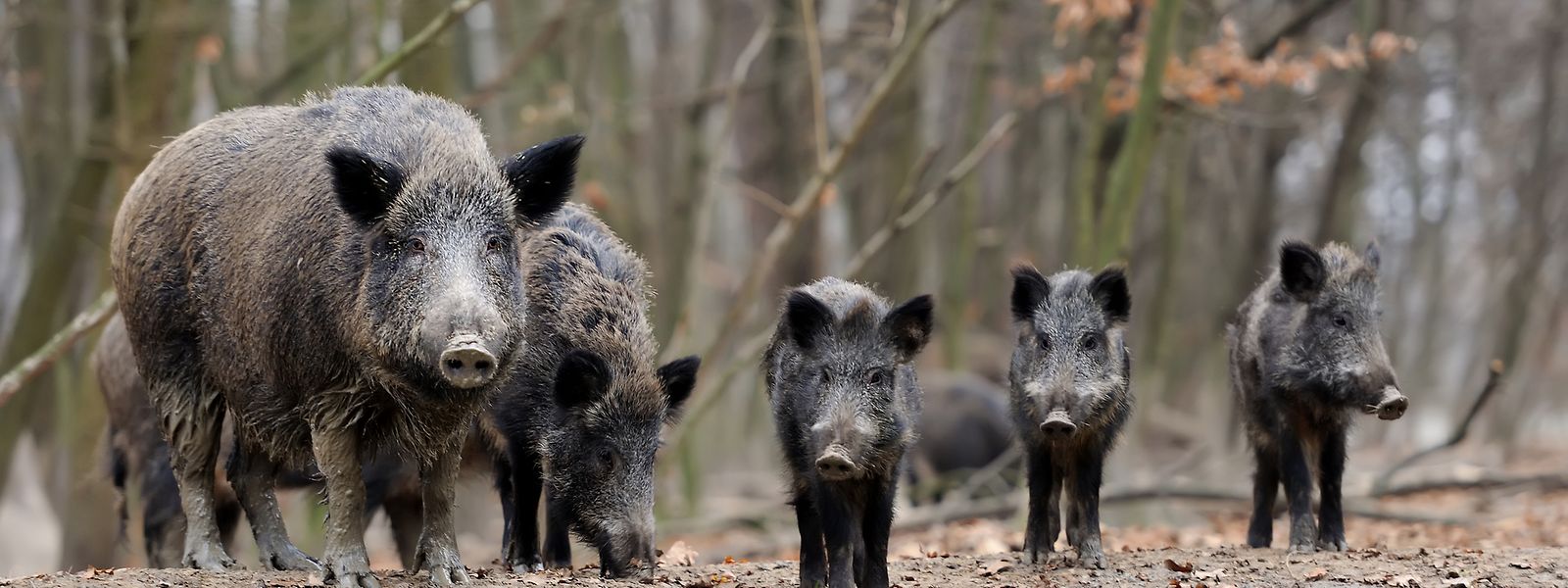 Die Reproduktionsrate liegt bei etwa 250 Prozent. Wo heute 100 Wildschweine leben, wären es ohne Jagd im Folgejahr 350 Tiere.