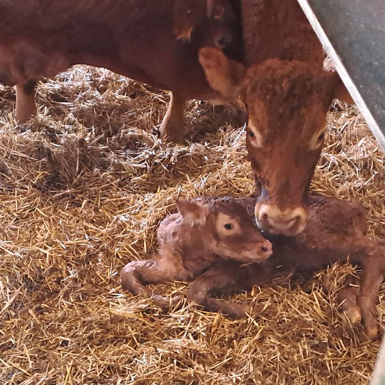 mywort Am Rosenmontag bin ich geboren