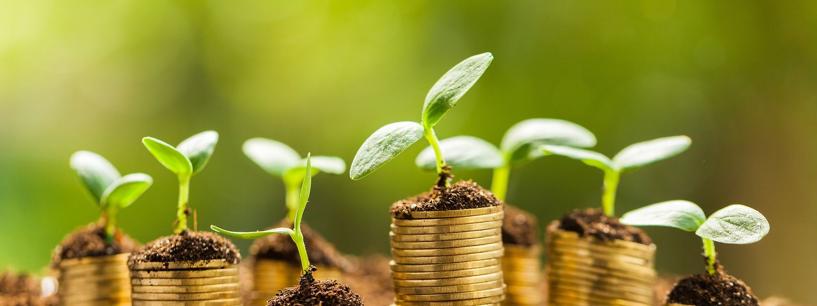 Im Jahr 2019 investierte der Pensionsfonds rund 330 Millionen Euro, etwa 1,6 Prozent des gesamten Investitionsvolumens, in nachhaltige Projekte.