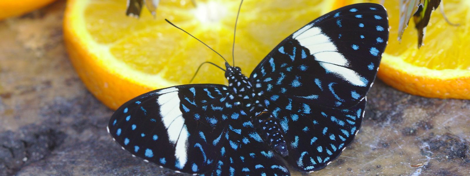 Schmetterlinge lassen sich aus der Nähe bewundern, wenn sie mit Orangenscheiben gefüttert werden. 