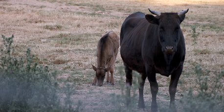 Raising Wagyu cows for world's most expensive steak - Vimarsana News