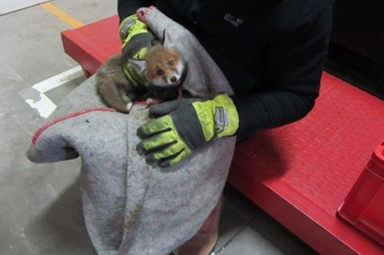 Der Fuchswelpe wurde nach Düdelingen in die Wildtierpflegestation gebracht.