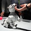 Attendees interact with the AIBO robotic companion dog at the Sony booth during CES 2019 consumer electronics show, on January 10, 2019 at the Las Vegas Convention Center in Las Vegas, Nevada. - AIBO has life-like movements and a unique personality which develops over time through interaction with people and it learns through positive and negative reinforcement. AIBO costs just under USD $3,000. (Photo by Robyn Beck / AFP)