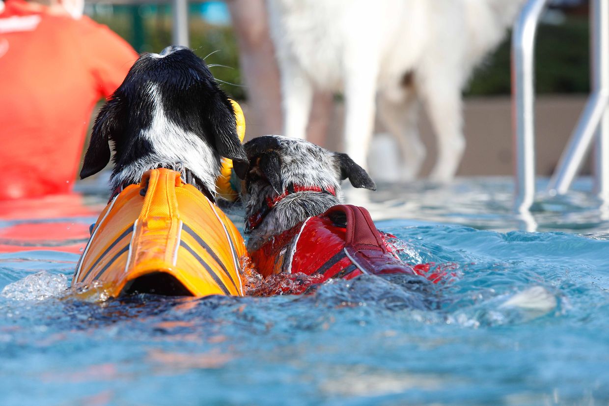 Lokales, Aqua Park, Schwimmbad, Hundeschwimmen, Badespass Foto: Luxemburger Wort/Anouk Antony