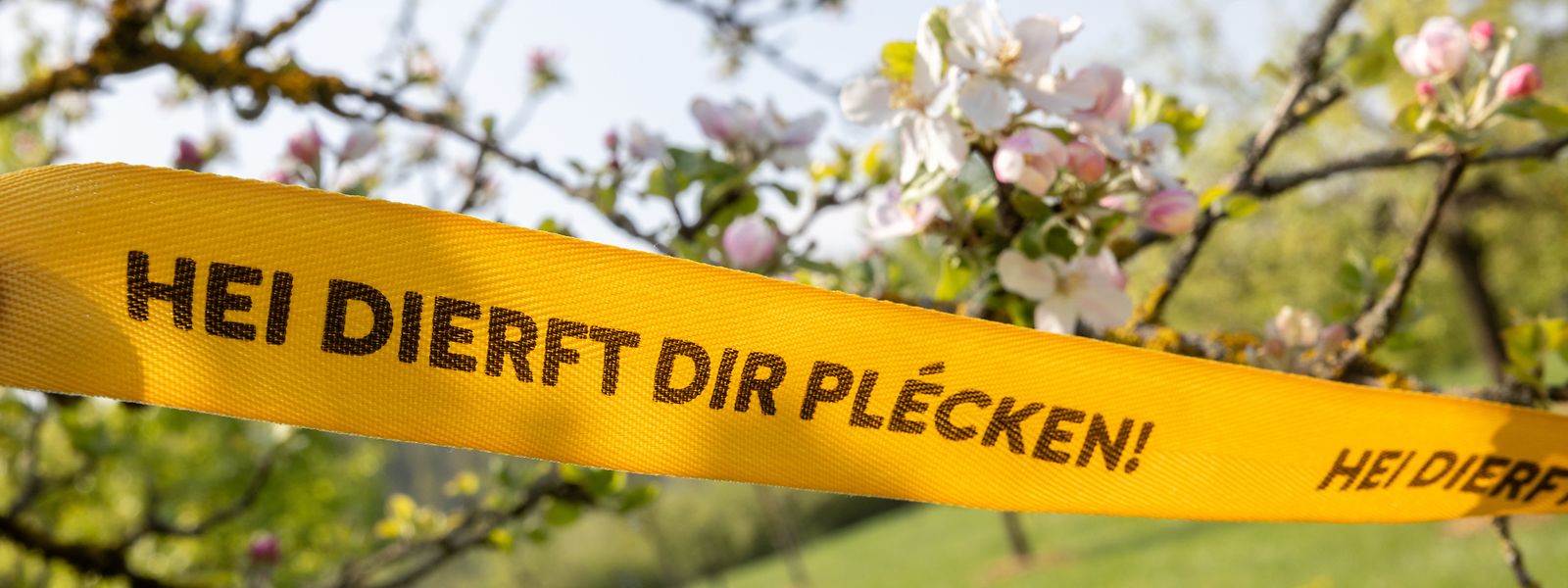Les rubans jaunes pour les arbres fruitiers publics ou privés peuvent être commandés gratuitement via le site www.antigaspi.lu.