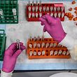 (LILERS) In this file photo, a laboratory technician sorts blood samples for COVID-19 vaccination study at the Research Centers of America in Hollywood, Florida on August 13, 2020. - The United States hopes to start early in a comprehensive program with Covid- vaccinations to begin December, the head of the government's coronavirus vaccine attempt said on November 22, 2020. "Our plan is to be able to send vaccinations to the vaccination sites within 24 hours of approval." by the U.S. Food and Drug Administration, Moncef Slaoui told CNN. "So I might be expecting on Day Two of the approval, on the 11th or the 12th of December." (Photo by CHANDAN KHANNA / AFP)