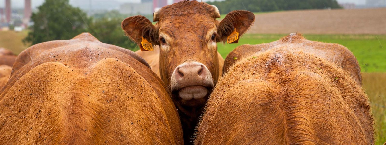 Auf der Foire agricole können sich die Besucher bei den Bauern über die moderne Landwirtschaft informieren.