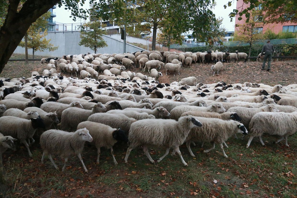 28.10.2018 Luxembourg, Kirchberg, parc Klosgrënnchen, Schaf, Herde, Wanderbeweidung mit Schafen photo Anouk Antony