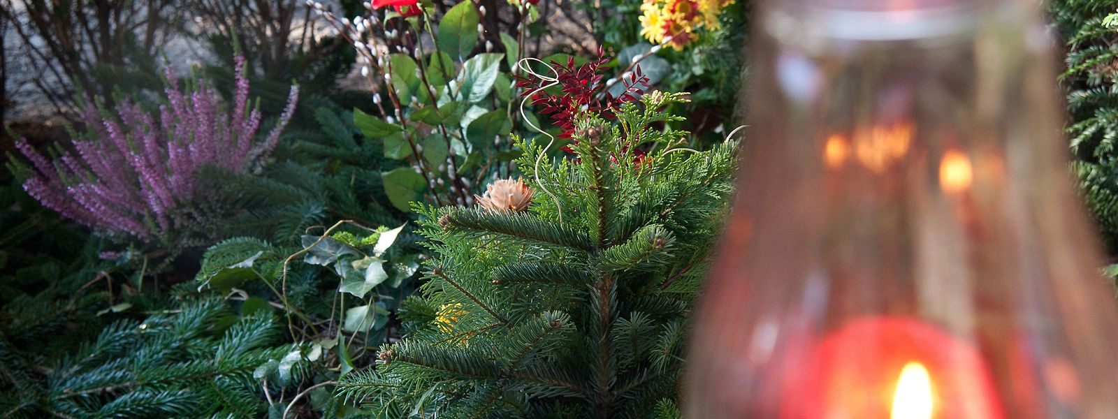 Ausgedienter Weihnachtsbaum Zu Schade Fur Den Mull