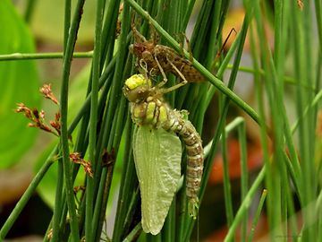 Leserin fotografiert Libelle beim Schlüpfen: ... und dann kommen die Flügel